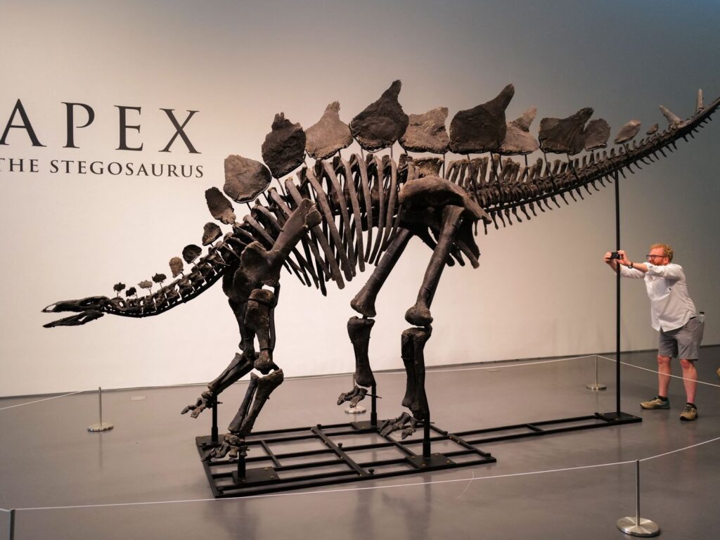 Prehistoric Price Tag: "Apex" Stegosaurus Shatters Fossil Auction Records